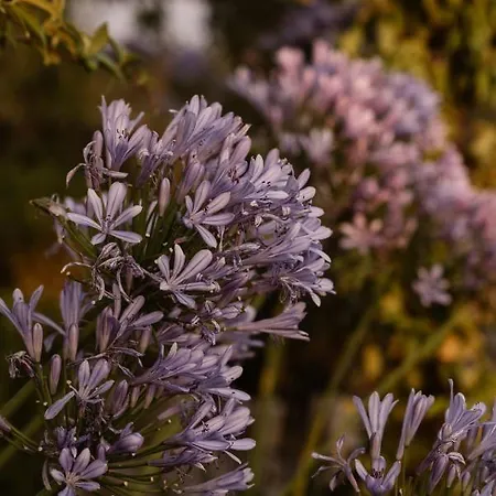Castello La Leccia Lantgård Castellina in Chianti